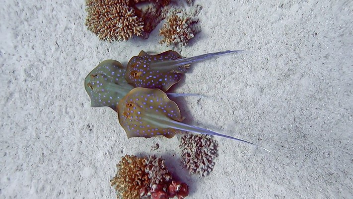 Bluespotted Stingray Birth | Marsa Shagra | 29.08.2021